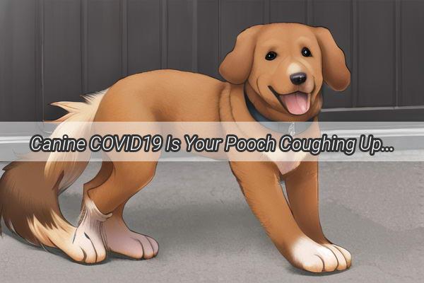 Canine COVID19 Is Your Pooch Coughing Up Coronaviruses Find Out the Truth